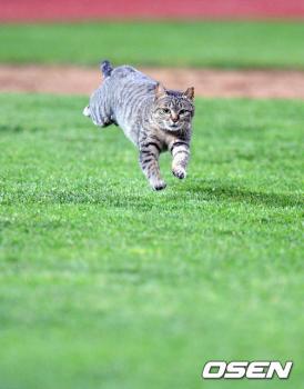 画像 韓国野球で猫乱入 もっとねこ