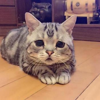 猫好きのための猫まとめ もっとねこ Part 148